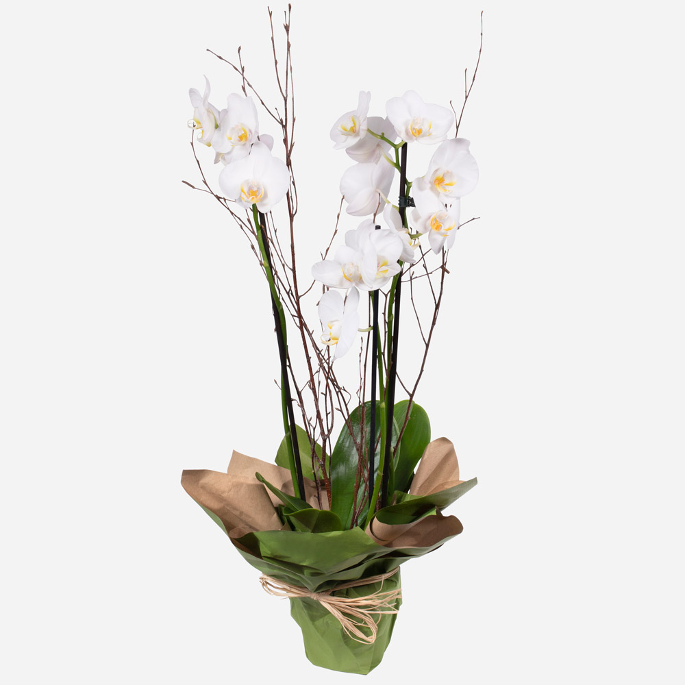  Order Orchid Plant<br>
 flowers