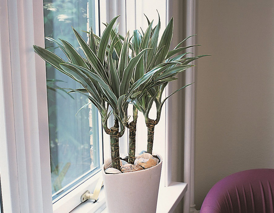 Dracaena plant in a white pot placed on a windowsill, with natural light streaming in and a purple chair nearby.