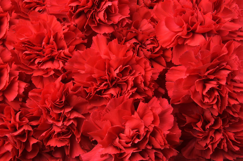 Carnations