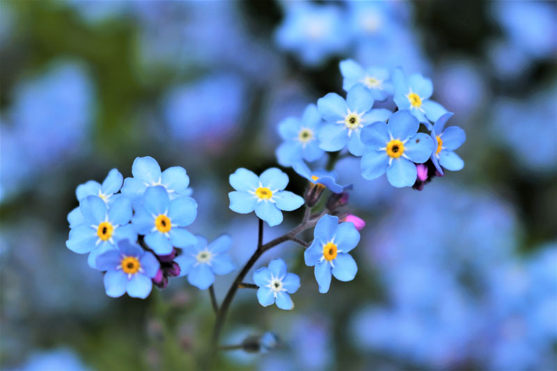 Forget-me-nots