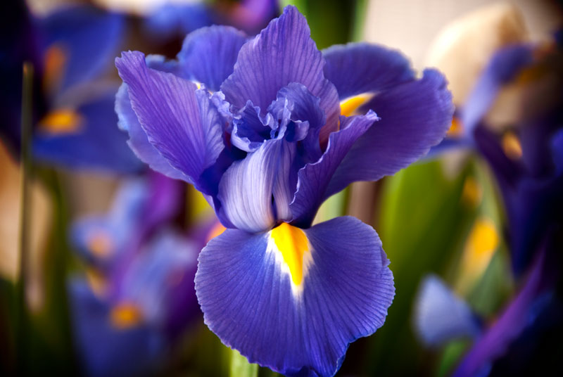 Irises and violets