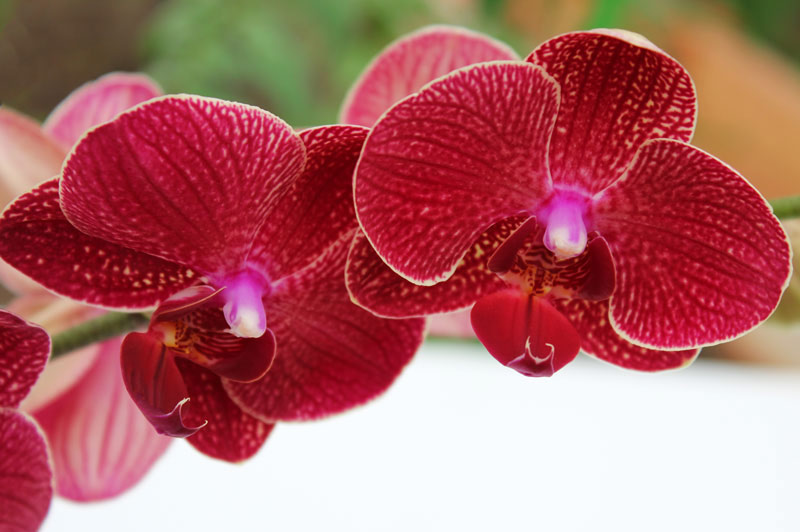 Orchids