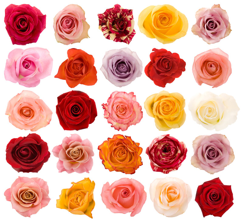 rose flower variations