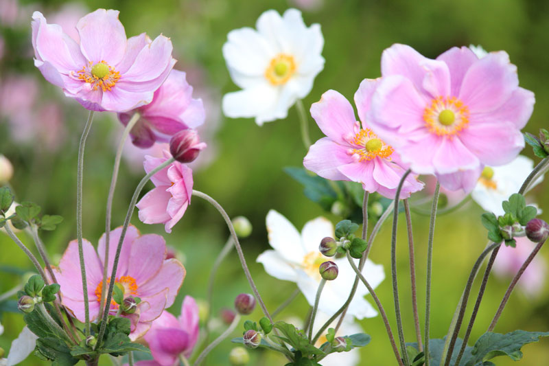 Anemone Flowers