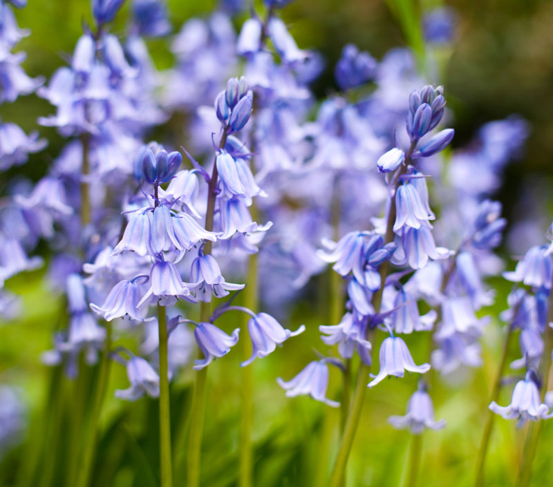 Bluebell Flowers