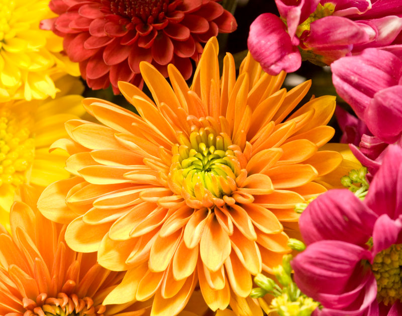 Chrysanthemum Flowers