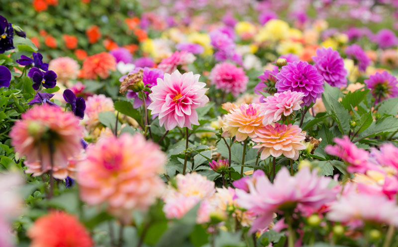 Why is Dahlia Mexico's National Flower? Can I order Dahlia ...