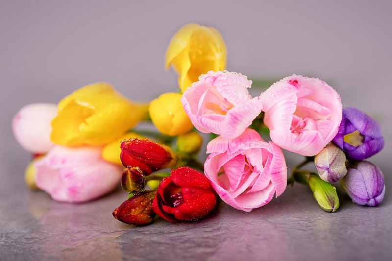 Freesia Flowers