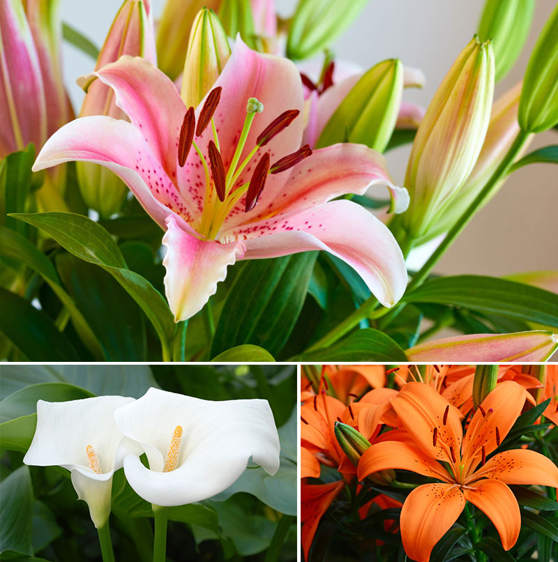 Lily flower types