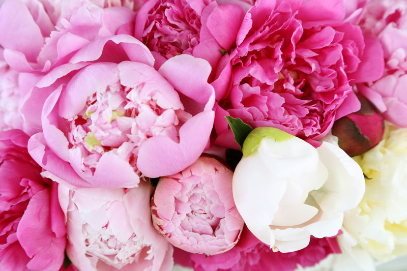 Peony Flowers