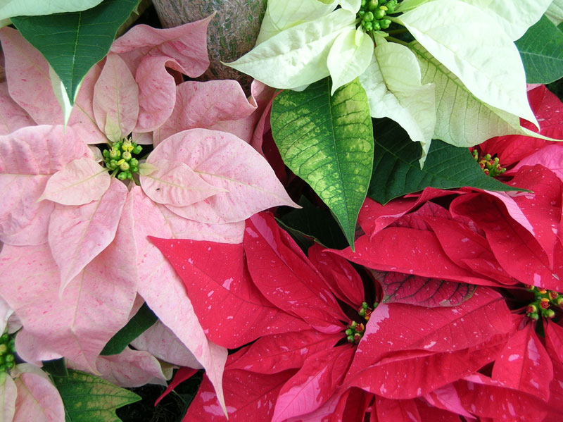 Poinsettia Flowers