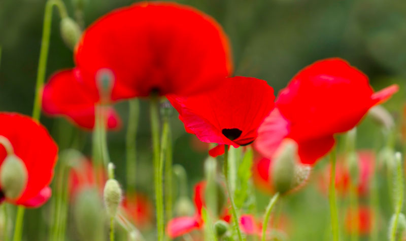 Poppy Flowers