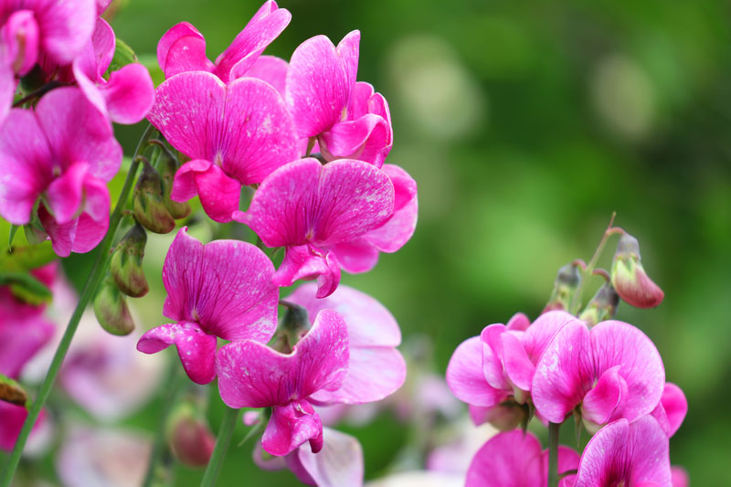 Sweet Pea Flowers