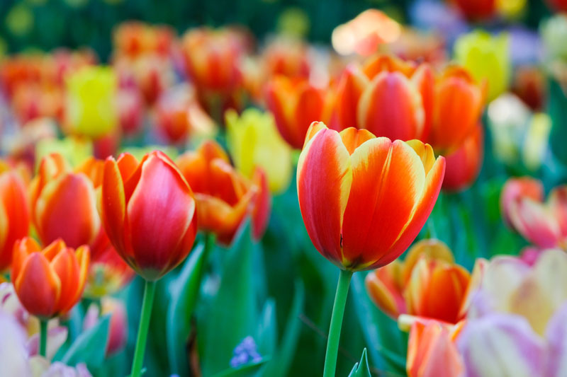 Tulip Flowers