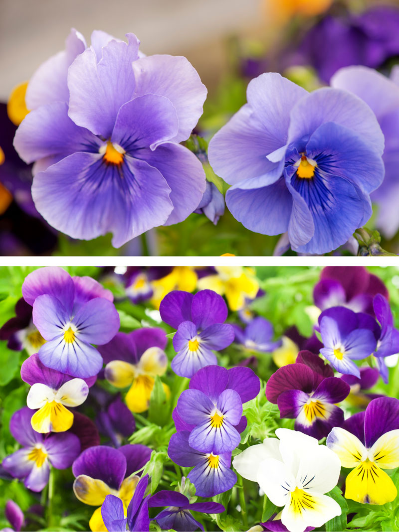 Viola Flowers